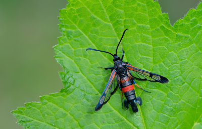 Large Red-belted Clearwing / Berkenglasvlinder