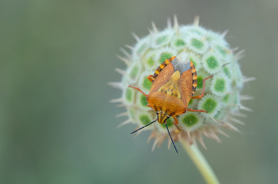 Carpocoris pudicus