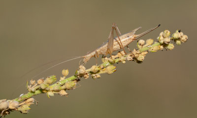 Tree cricket / Boomkrekel