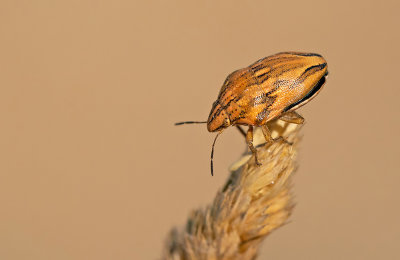 Odontotarsus purpureolineatus