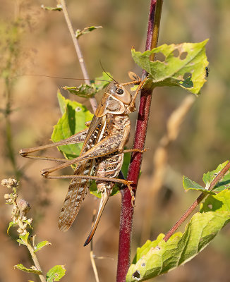 Decticus albifrons / Zuidelijke wrattenbijter