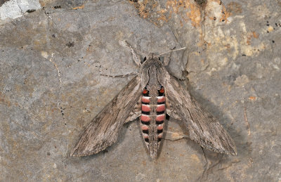 Convolvulus hawk-moth / Windepijlstaart