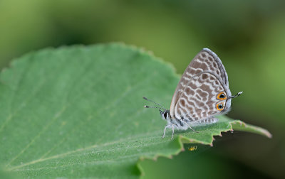 Lang's Short-tailed Blue / Klein Tijgerblauwtje