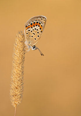 Silver-studded blue / Heideblauwtje