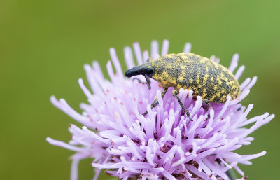 Larinus turbinatus