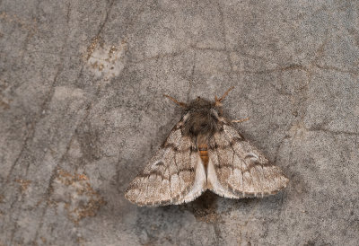 Pine processionary moth / Dennenprocessierups