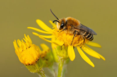 Colletes halophilus / Schorzijdebij