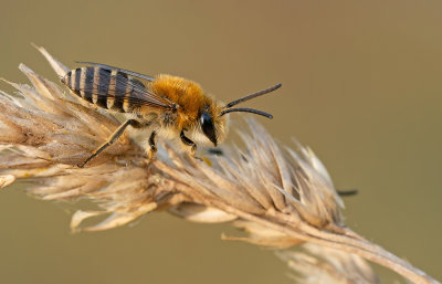 Colletes halophilus / Schorzijdebij