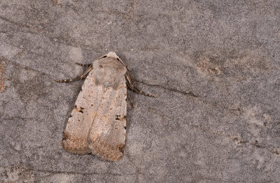 Chersotis margaritacea