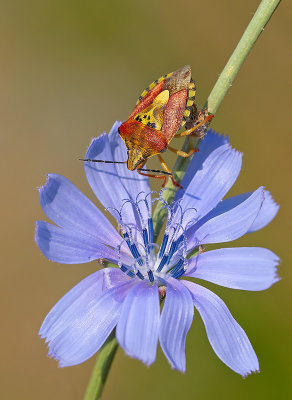 Carpocoris pudicus