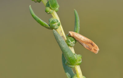 Coleophora deviella / Schorrenkruidkokermot