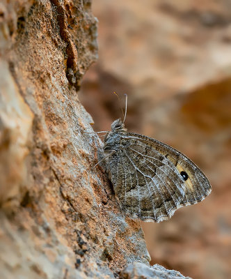 False Grayling / Oranje steppevlinder