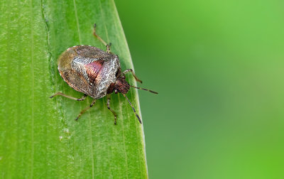 Stagonomus venustissimus / Andoornschildwants