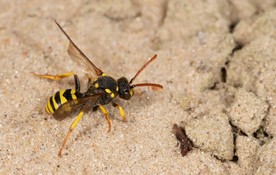 Yellow-legged nomad-bee / Geelzwarte wespbij