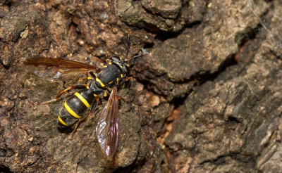 Sphiximorpha subsessilis / Grote fopblaaskop