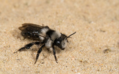 Ashy Mining Bee / Asbij