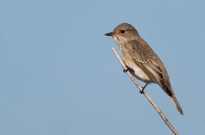 Spotted Flycatcher / Grauwe vliegenvanger