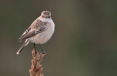 Siberian stonechat / Aziatische roodborsttapuit