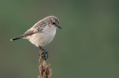 Siberian stonechat / Aziatische roodborsttapuit