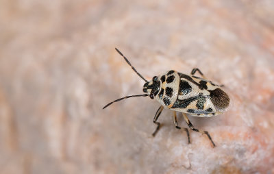 Eurydema ornata / Sierlijke schildwants