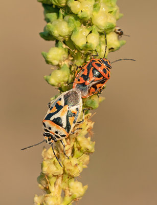 Eurydema ornata / Sierlijke schildwants