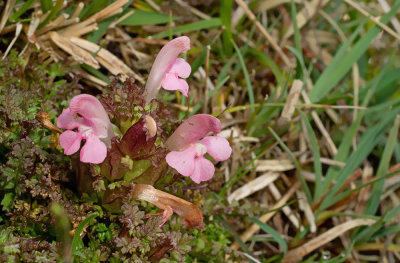 Pedicularis sylvatica /  Heidekartelblad