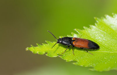 Ampedus balteatus / Dennenkniptor