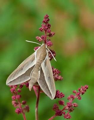 Seathorn Hawk-moth / Duindoornpijlstaart
