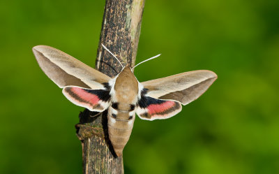 Seathorn Hawk-moth / Duindoornpijlstaart