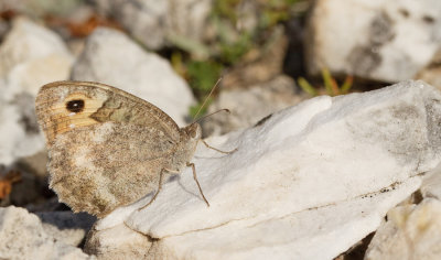 Macedonian grayling / Macedonische heremiet