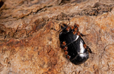 Hololepta plana 