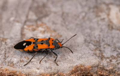 Lygaeus equestris / Prachtridderwants