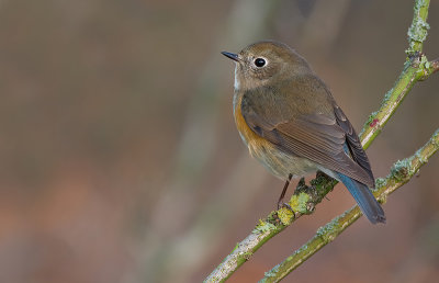 Red-flanked Bluetail / Blauwstaart