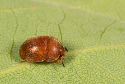 Cychramus luteus / Grote gele glanskever