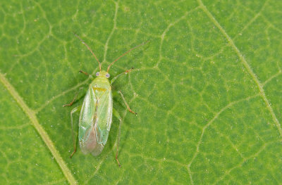 Orthotylus marginalis / Wilgensteilneus