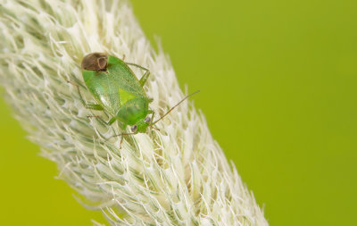 Apolygus lucorum / Groene schaduwwants