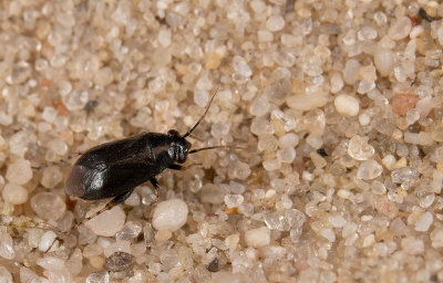 Chlamydatus pullus / Kruidenmantelwants