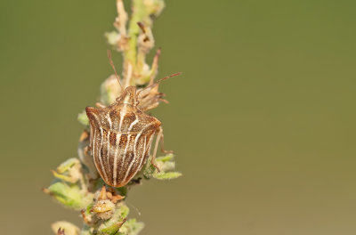 Ancyrosoma leucogrammes