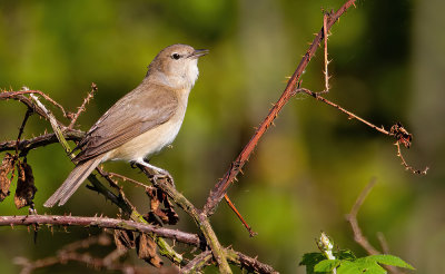 Gardenwarbler / Tuinfluiter