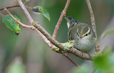 Yellow-browed Warbler / Bladkoning