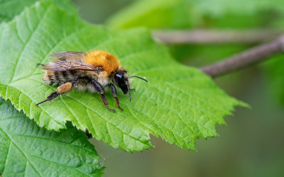 Common carder bee / Akkerhommel