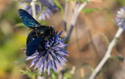 Violet carpenter bee / Blauwzwarte houtbij