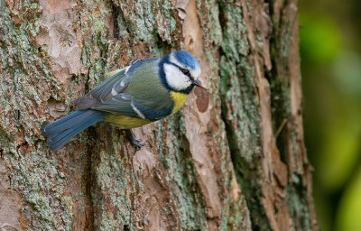 Blue tit / Pimpelmees