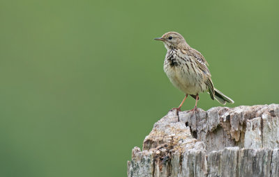 Meadow pipit / Graspieper 