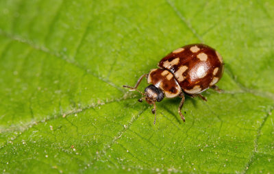 Myrrha octodecimguttata / Achttienvleklieveheersbeestje