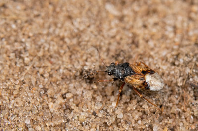 Acompus rufipes / Valeriaanbodemwants