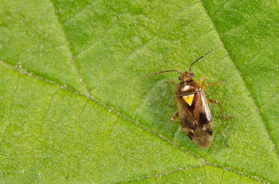 Orthops basalis / Variabele dwergschaduwwants