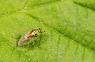 Orthops campestris / Groene dwergschaduwwants 