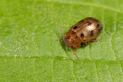 Gonioctena quinquepunctata / Vijfstippelig struikhaantje