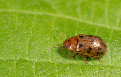 Gonioctena quinquepunctata / Vijfstippelig struikhaantje